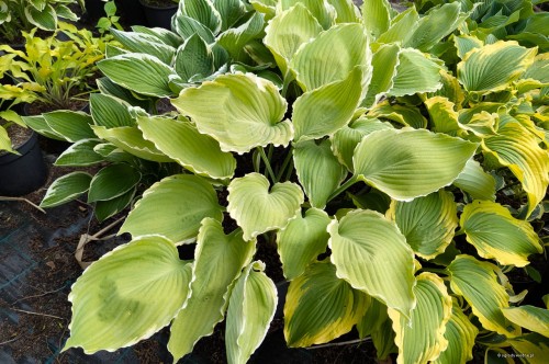Hosta "Lakeside Breaking News"