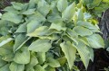 Hosta "Holar Ice Emperess"