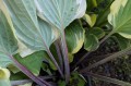 Hosta "Delicious"