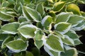 Hosta "Delicious"