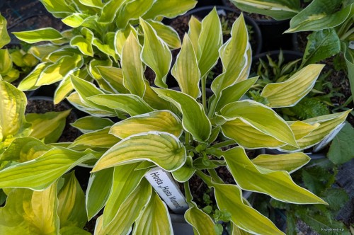 Hosta "Hasta Maniana"