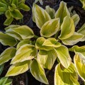 Hosta "Spring Morning"