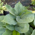 Hosta "Dixie Cups"