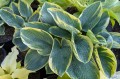 Hosta "Sugar Daddy"