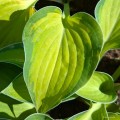 Hosta "Goldrush"