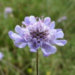 Scabiosa canescens - driakiew wonna 100 sztuk