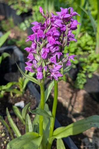 Dactylorhiza purpurella