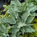 Hosta "Skywriter"