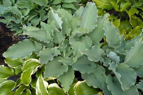 Hosta "Skywriter"