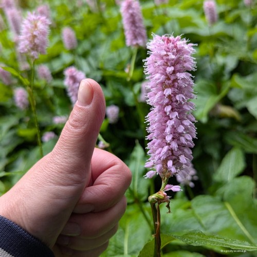 Polygonum bistorta "Superba"
