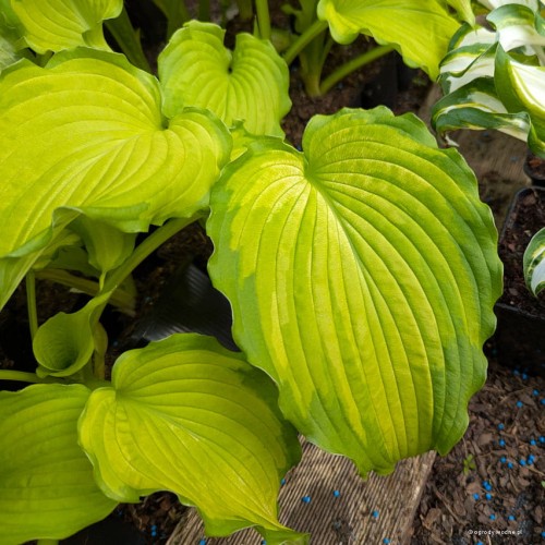 Hosta "Emerald Ruff Cut"