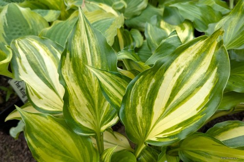 Hosta "The Sweetest Thing"