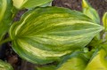 Hosta "The Sweetest Thing"