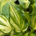 Hosta "The Sweetest Thing"