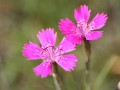 Dianthus campestris, fot. flickr.com, użytkownik Andrej Ż., licencja CC