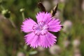 Dianthus campestris, By Svklimkin - Own work, CC BY-SA 4.0, <a href="https://commons.wikimedia.org/w/index.php?curid=42529498">https://commons.wikimedia.org/w/index.php?curid=42529498</a>