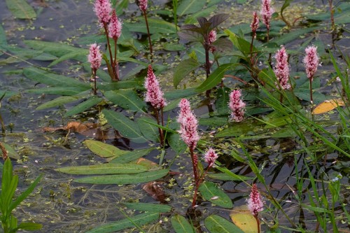 Polygonum amphibium, fot. By I, Svdmolen, CC BY 2.5, <a href="https://commons.wikimedia.org/w/index.php?curid=2242889">https://commons.wikimedia.org/w/index.php?curid=2242889</a>