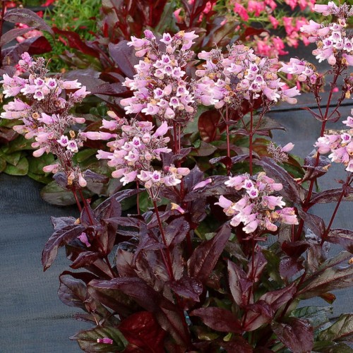 Penstemon "Dakota Burgundy"