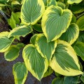 Hosta "Trendsetter"