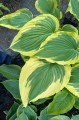 Hosta "Trendsetter"
