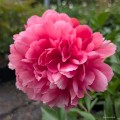 Paeonia "Lorelei"