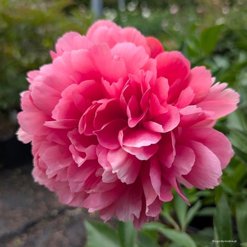 Paeonia "Lorelei"