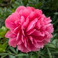 Paeonia "Lorelei"