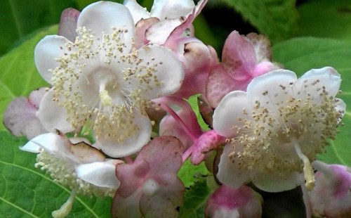 Deinanthe bifida "Pink Shi"