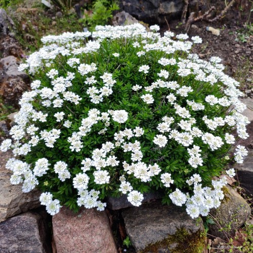 Iberis sempervirens "Appen Etz"