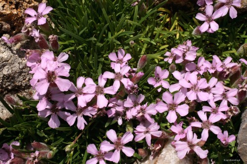 Saponaria x oliviana