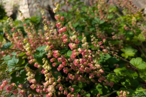 Tellima grandiflora "Red Forest"