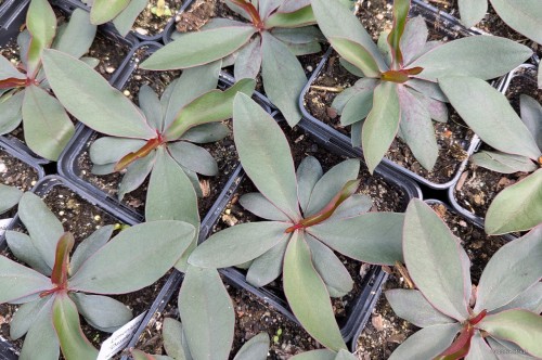 Limonium gmelinii "Dazzle Rock"