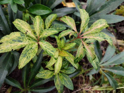 Helleborus foetidus "Vareiegata"