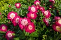 Paeonia "White Cap"