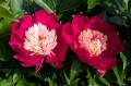 Paeonia "White Cap"