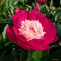 Paeonia "White Cap"