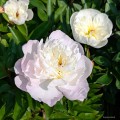 Paeonia "Immaculee"