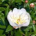 Paeonia "Immaculee"