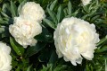 Paeonia "Snow Mountain"