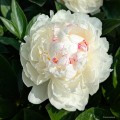 Paeonia "Snow Mountain"