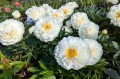 Paeonia "Fringed Ivory"