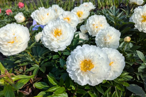 Paeonia "Fringed Ivory"