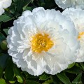 Paeonia "Fringed Ivory"