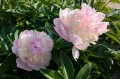 Paeonia "Top Brass"