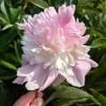 Paeonia "Top Brass"