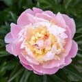 Paeonia "Lady Alexandra Duff"