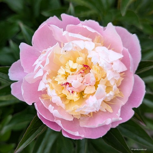 Paeonia "Lady Alexandra Duff"