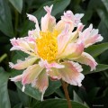 Paeonia "Green Lotus"