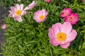Paeonia "Nymphe"