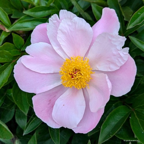 Paeonia "Nymphe"
